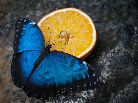 12 Elusively Blue Animals The Rarest Critters Of All Blue Morpho