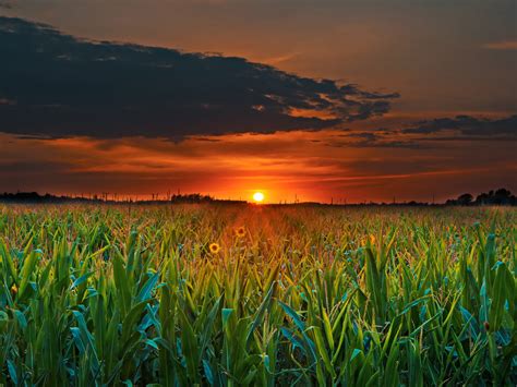 Sunset Green Field With Corn Dark Clouds 4k Ultra Hd