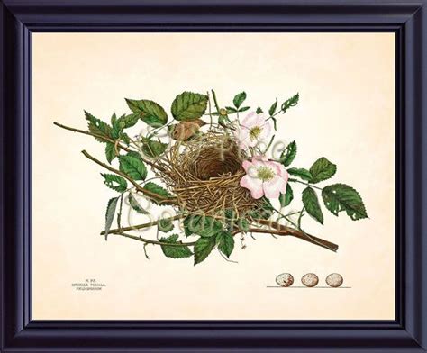 Sparrow Bird Nest Egg Print Vintage Antique 8x10 Botanical Art Etsy