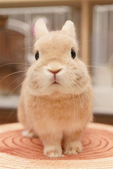 Beautiful Blonde Bunny Cute Bunny Pictures Fluffy Animals Cute Bunny