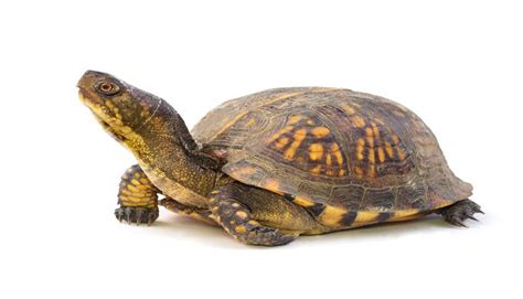 Also up for adoption is a sulcata tortoise, like the one in the video. Tips for adopting and caring for a pet turtle - Yummypets