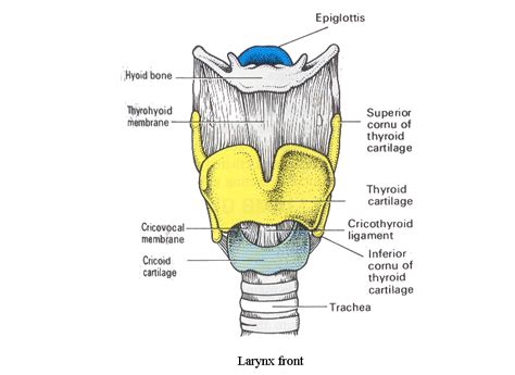 From thyroid cartilage to thyroid gland. The Larynx