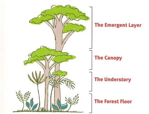 Beneath the emergent layer is the canopy, a deep layer of vegetation roughly 6 meters (20 feet) thick. 15 Fascinating Facts about the Amazon Rainforest