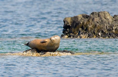 My Maine This Week Seal In Penobscot Bay By Larry Mingledorff