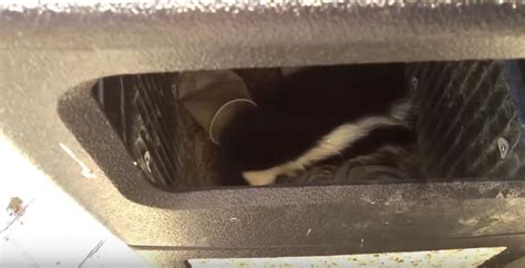 You have a pet that may not pay attention to their threats, or you want to eliminate the lingering odor of skunks who have chosen your yard or deck as. How to keep skunks out of my garbage cans