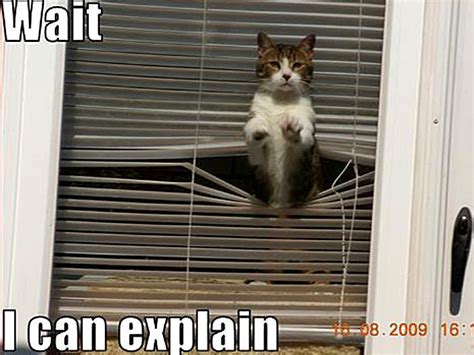 Cat Funny Animal Humor Photo 20008157 Fanpop