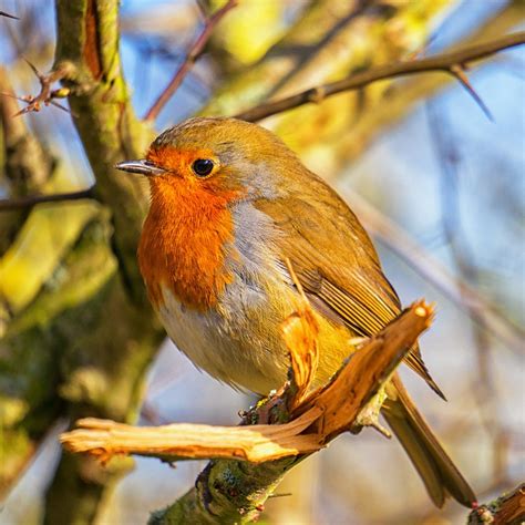 Robin Bird Nature Free Photo On Pixabay