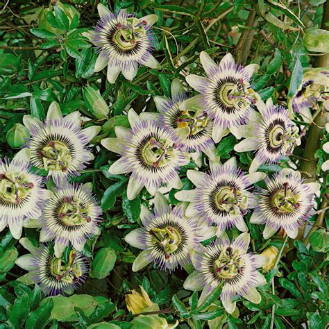 25 Passion Flower Vine Seeds New Hill Farms