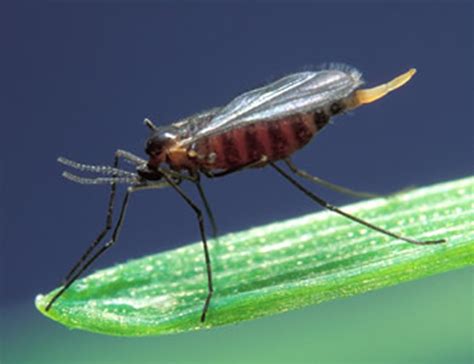 Unlike any other creature, midges are untargetable and can pass through any object. The latest buzz in midge swarm theory