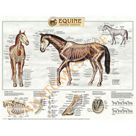 Pin Em Equine Anatomy