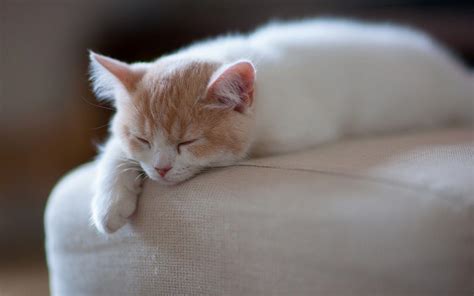 White Kitten Sleeping Wallpapers Wallpaper Cave