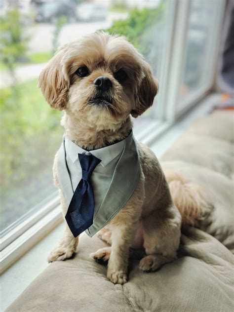 Custom Dog Suit Bandana Tuxedo Tie Outfit For Weddings Etsy Dog