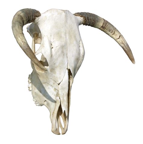 Cow Skull Cow Dead Animal Bone Horned Dead Cow Png Transparent Image
