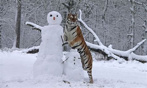 Snowman Camera Gives Front Row View Of Winter Time Tiger Mauling
