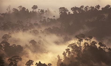 Rainforest Borneo Photos Wwf