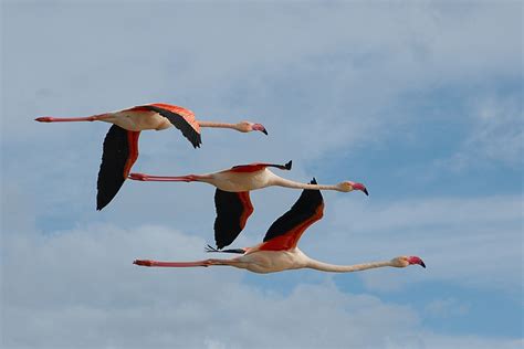 Animals Flamingos Birds Wallpapers Hd Desktop And