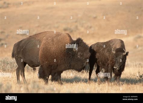 American Bison Buffalo Bison Bison Bull And Cow In The Prairie