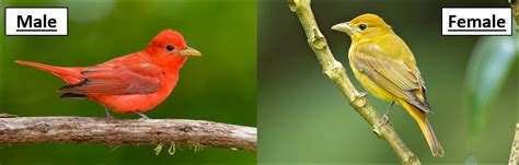 11 Types Of Red Birds Found In Tennessee Id Guide Bird Watching Hq
