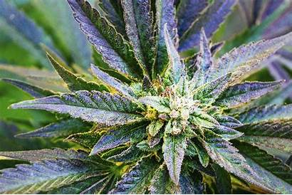 Marijuana Cannabis Vermont Pot Terms Legal Istock