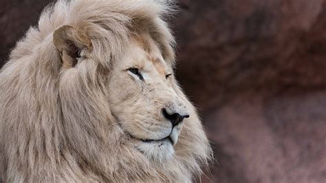 Closeup Of Big Cat Lion Hd Lion Wallpapers Hd Wallpapers Id 58443