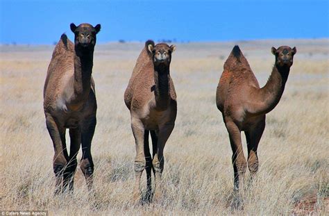 Feral Camels In Western Australia Happily Graze And Look Lazily Into