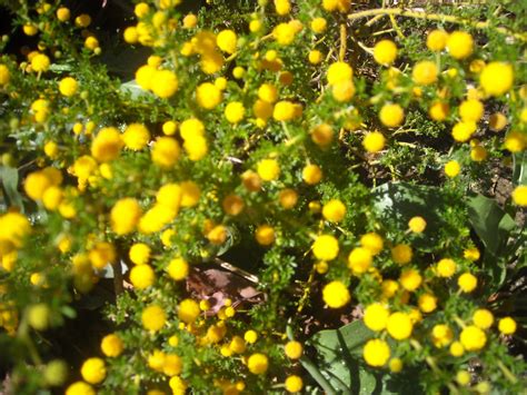 Yellow Flowering Bush Early Spring Plants With Yellow Flowers Bbc