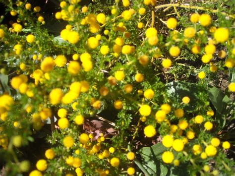 We did not find results for: Shrubs - Multiflora Enterprises