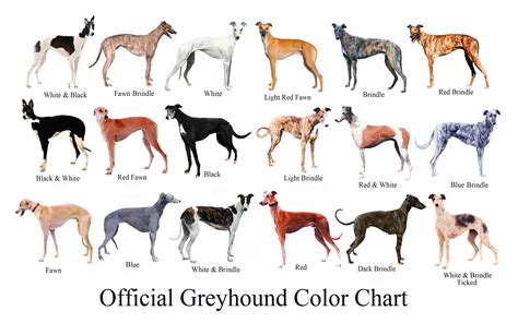 Greyhound Colour Chart Glohw