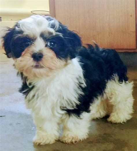 Havanese Puppies For Sale Atglen Pa 175680 Petzlover