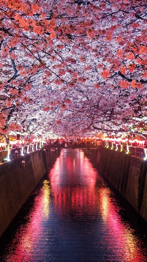 Wallpaper Sakura, Spring, 5K, Nature #19445