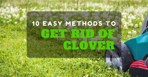 How To Get Rid Of Clover 10 Easy Methods Clover Lawn How To Get