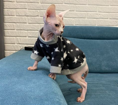 Cute Star Hairless Cat Sweater