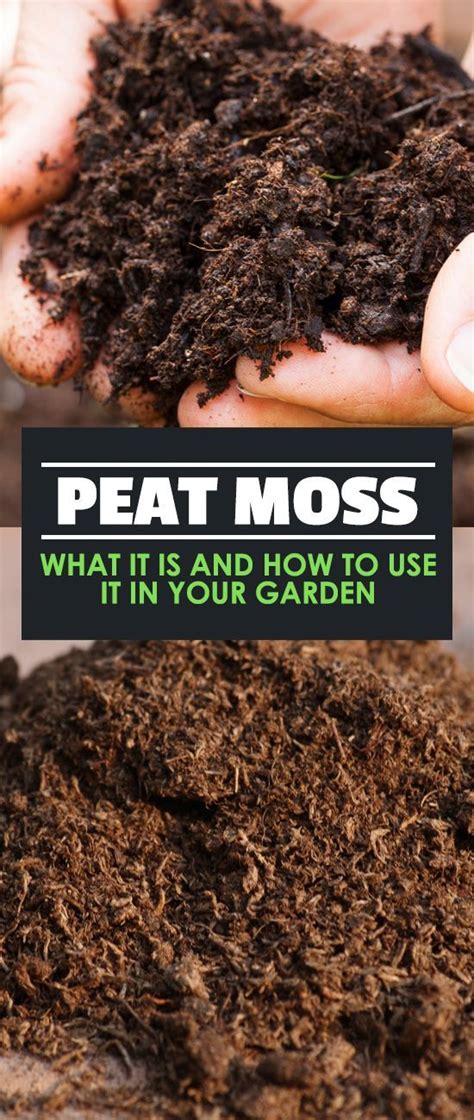 Check spelling or type a new query. Sphagnum peat moss is a controversial soil additive for ...