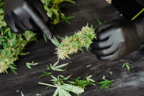 Simple Steps To Trimming Weed