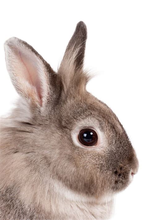 Portrait Of A Bunny Rabbit Stock Photo Image Of Farming 30161620