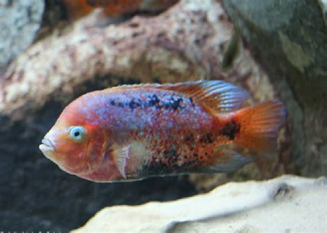 Redhead Cichlid Vieja Synspilum 1 Fish 2 Fish Dartmouth