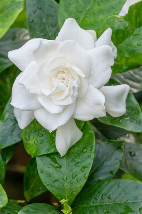 Top 10 Fragrant Flowers For A Heavenly Smelling Garden