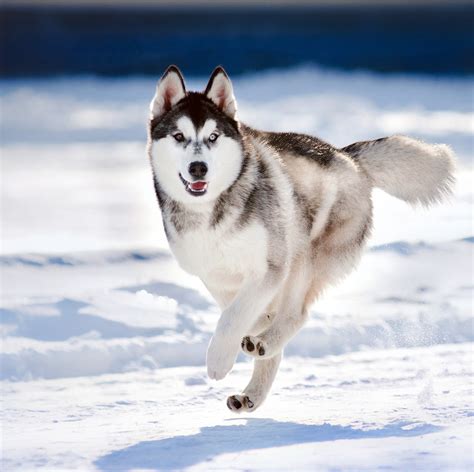 Odd eyes siberian husky puppy laying on road. Pictures Of Huskies - An Amazing Gallery of Siberian And ...