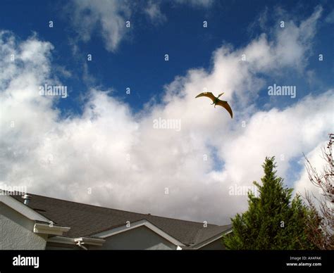 Cryptid Hi Res Stock Photography And Images Alamy