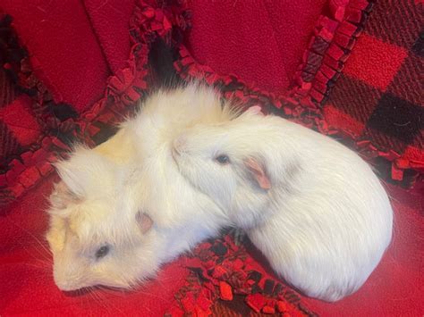 Sweetest Guinea Pig Brothers Deluxe Cage Available Small Animals