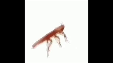dancing cockroach the best s are on giphy kaleidoscope 100