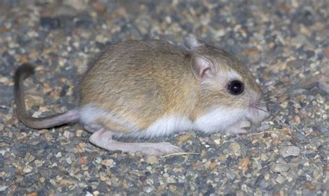 Great Basin Pocket Mouse Alchetron The Free Social Encyclopedia