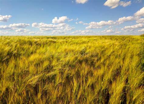 Golden Wheat Field Under A Blue Sky And Sunshine Stock Photo Image Of