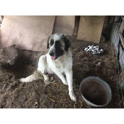 Find great pyrenees puppies and breeders in your area and helpful great pyrenees information. Pyrenees for sale - 4 puppies left in Killeen, Texas ...