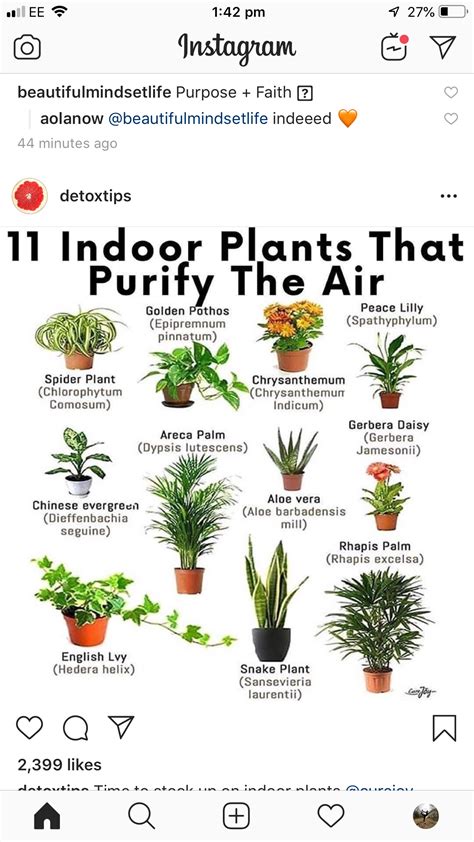 Plants You Can Grow Indoors For Air Purification Artofit