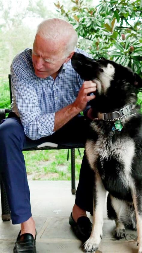 Welcome to dogs for biden 2020! Turns Out, Joe Biden's Dog Major Will Be The First Shelter Dog To Live In The White House In ...