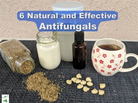 Most Effective Natural Antifungals And How To Use Them Healthy Home