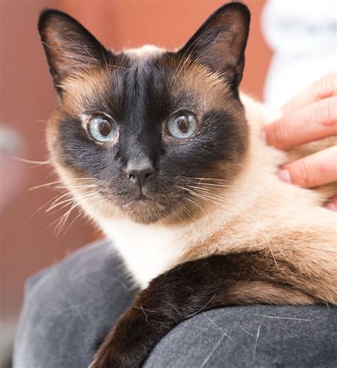 Meet Gracie A Petfinder Adoptable Siamese Cat Port Angeles Wa