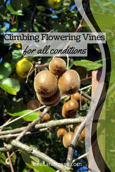 Walls and fences in a shady spot are 10 best annual flowering vines for your garden. Climbing Flowering Vines: Perennials, Fast, Shade, Trellis ...