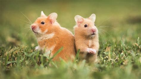 10 Reasons Why You Should Choose A Hamster As Your Pet Animal Lova